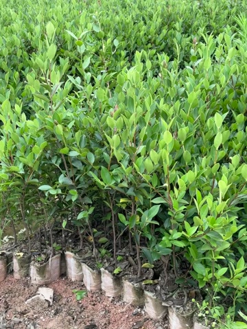 湘林210三年中杯苗,湖南基地发货,双六起苗,现挖现发