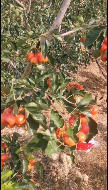 费县沂蒙山棉球大量上货中