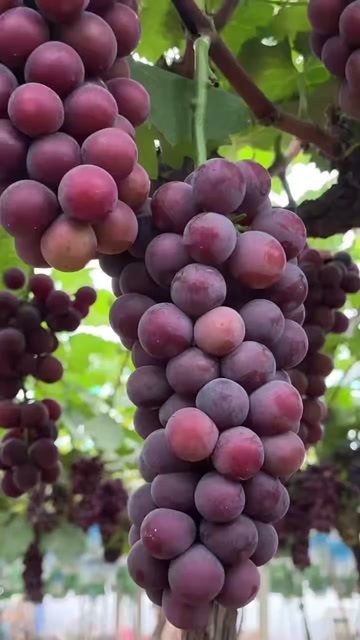 眉县户太8号，大棚种植。甜蜜细腻。欢迎各位老板光临洽谈