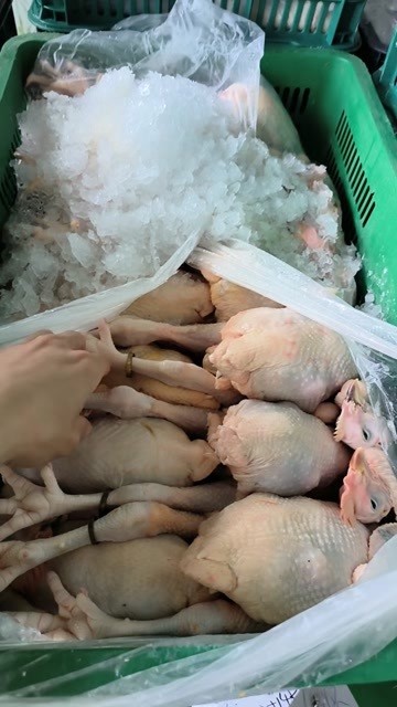 英德市清远英德优质白条鸡 新鲜家禽鸡肉 净膛鸡 批发供应