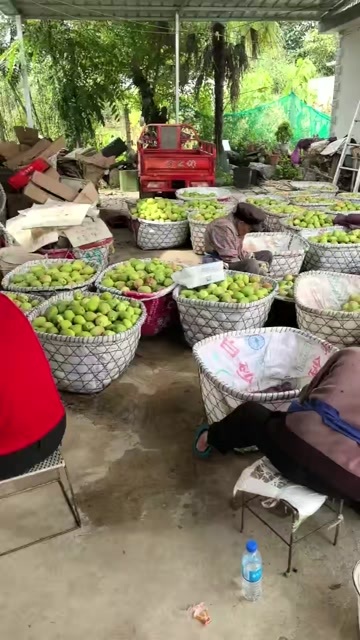 洱源县皱皮木瓜