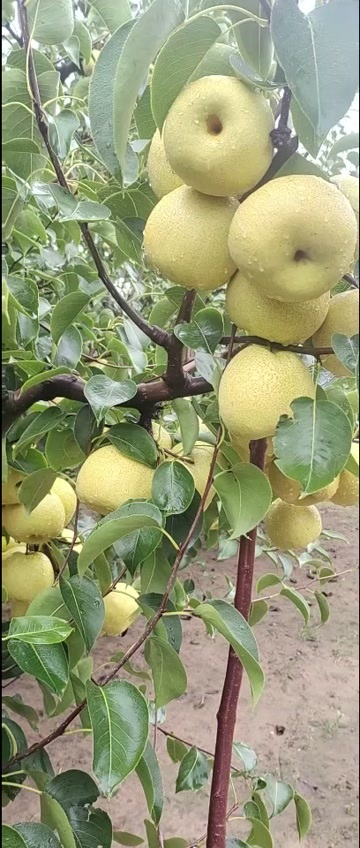宁陵县酥梨 个大味甜水分足