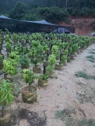 灵山县妃子笑，有谁需要[勾引]