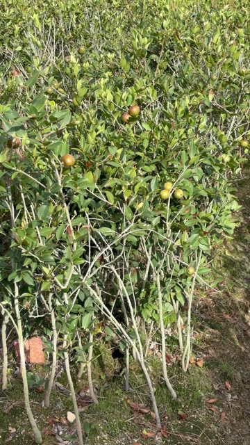 湘林210五年嫁接大杯苗，带果发货，易管理好成活