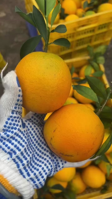 现货一件代发四川眉山爱媛38号果冻橙现摘现发供应电商各大平台