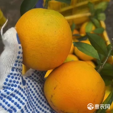 现货一件代发四川眉山爱媛38号果冻橙现摘现发供应电商各大平台