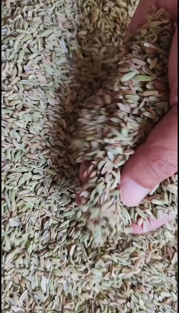 小茴香 各种小茴香批发零售 量大从优