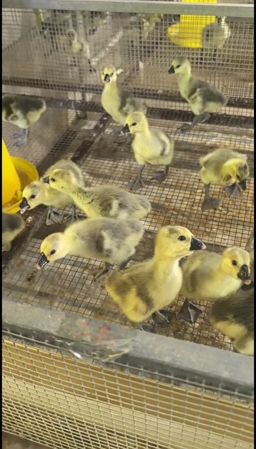 原纯种汕头特大纯种灰色活苗原纯狮头鹅幼苗小苗现货狮子头小鹅苗