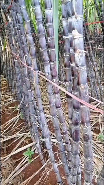 海南临高红土黑皮甘蔗