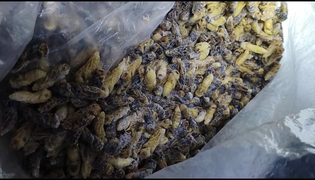 精品金环4级蜂蛹，看好再拍，鲜货商品一旦售出概不退换