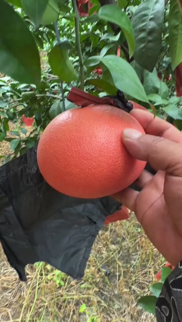 福建平和 西柚批发 红葡萄柚 三红葡萄柚  果汁水果