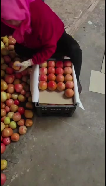 海拔2千多米的基地硬粉西红柿一级精品，长年直供