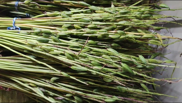 通化毛慈菇果夹