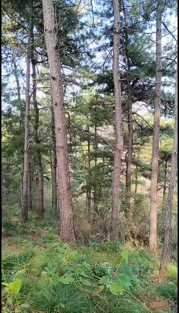 林地、土地、民居流转