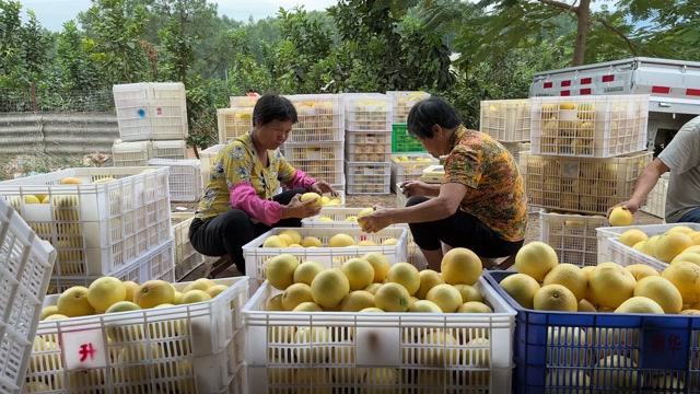 黄金葡萄柚纯甜柚子新鲜水果礼盒水果一件批发