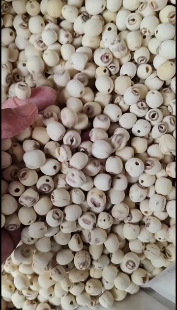 白莲子 新货优质白莲子批发零售 量大从优