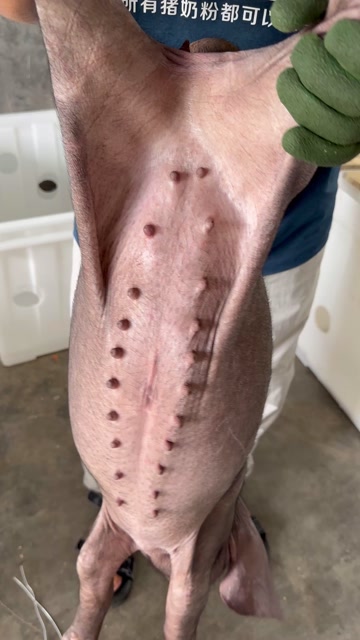 原种太湖猪苗，扎头多，奶水分泌强