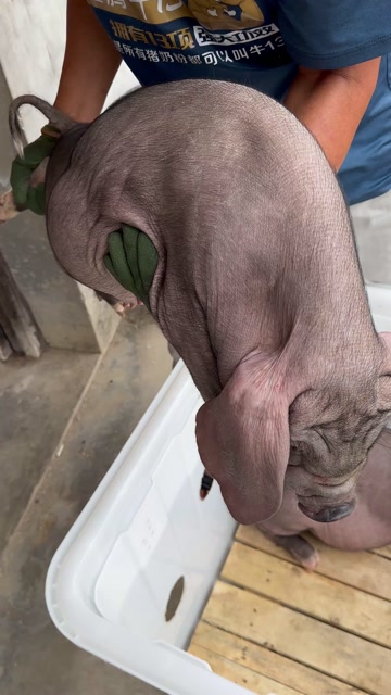 原种太湖猪苗，扎头多，奶水分泌强