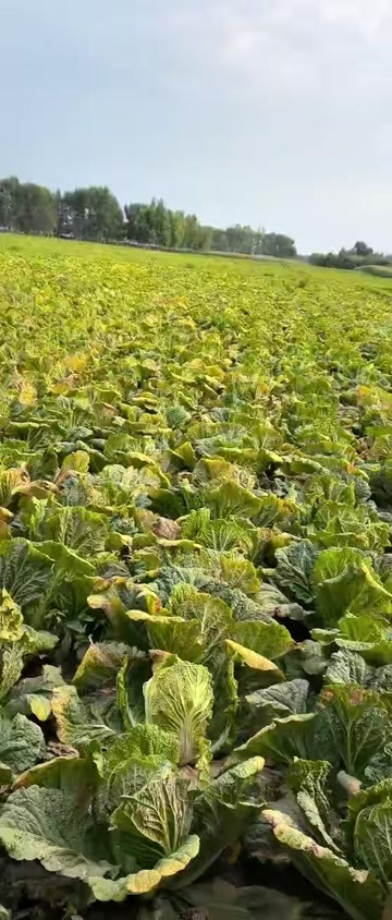 肇州县白菜