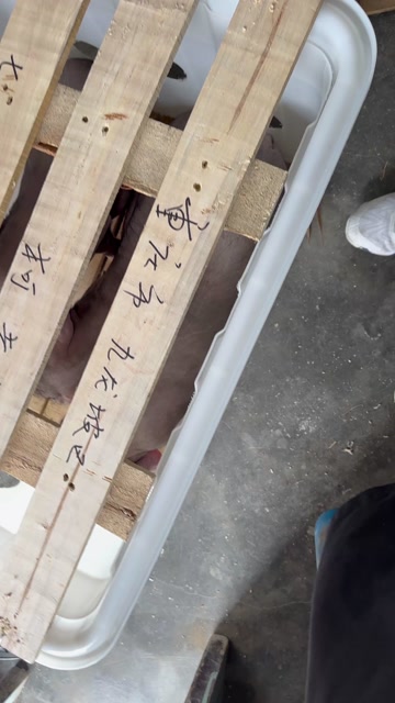 原种太湖猪苗，扎头多，奶水分泌强