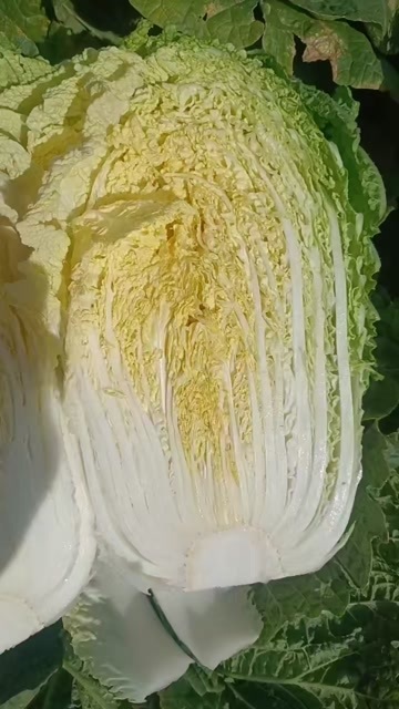 洮南市黄心大白菜