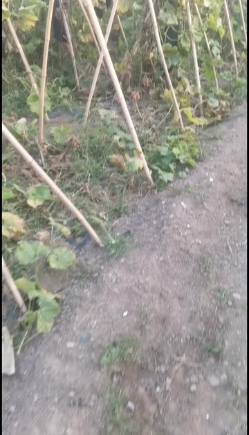 太原吊冬瓜