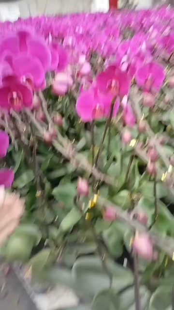 广东佛山顺德蝴蝶兰优质花卉苗木供应