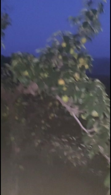 海城市出售优质南果梨。个头大，色彩好，口感甜。欢迎有需要的前来洽谈