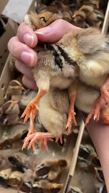 快大型麻黄鸡k9鸡苗粗脚杆快大黄鸡苗~州注射疫苗发货