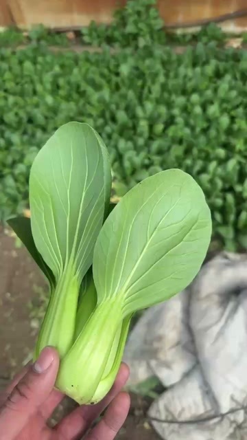 沈陽精品上海青  價格已到冰點