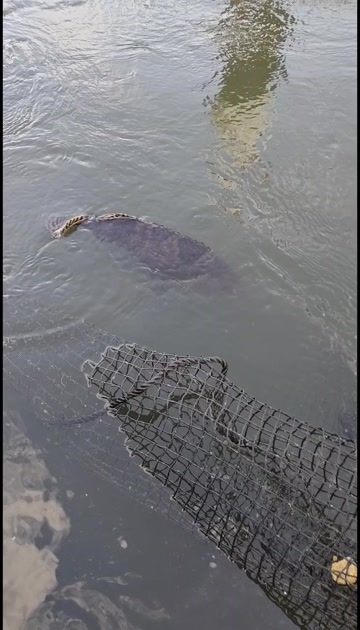 湛江雷州鲜活龙趸石斑鱼水产海鲜批发7斤以上的珍珠龙胆