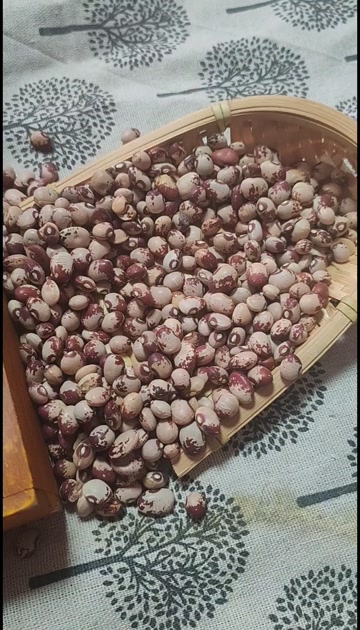 熊猫豆 圆粒芸豆  花芸豆