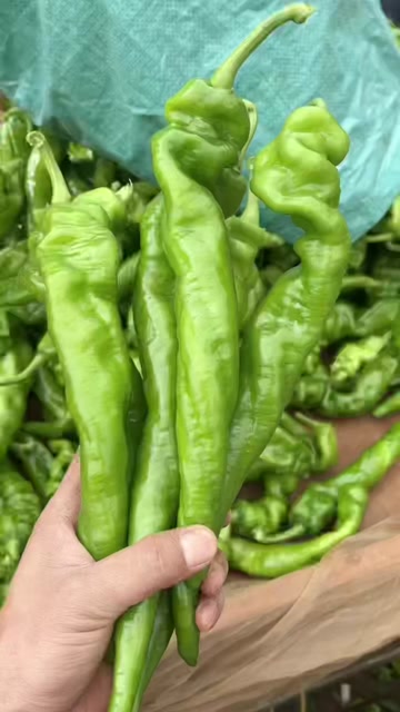 大量供应陇椒螺丝椒