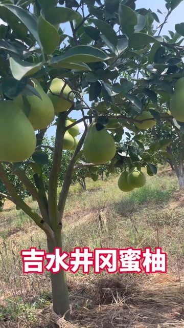 正宗吉水井冈蜜柚，粒粒暴汁，甘甜回味，久吃不腻