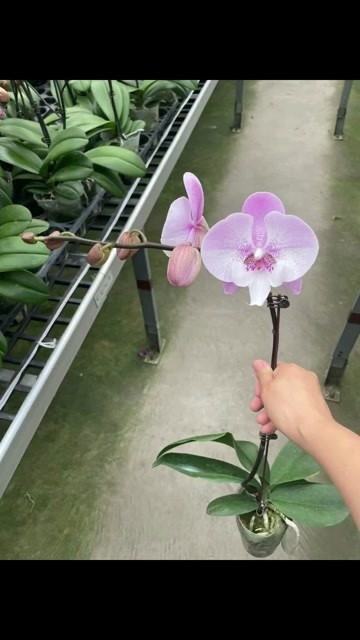 蝴蝶兰苗木花卉盆栽广东佛山顺德区不带盆裸根可选 多种高度任选