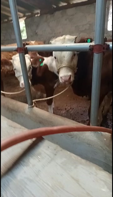 长年代办各种品质小公牛  肉牛 老片 等  买好牛认准小康