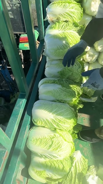 洮南市黄心大白菜