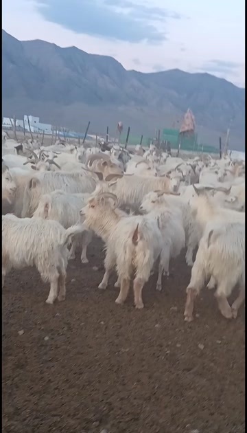 哈密绒山羊