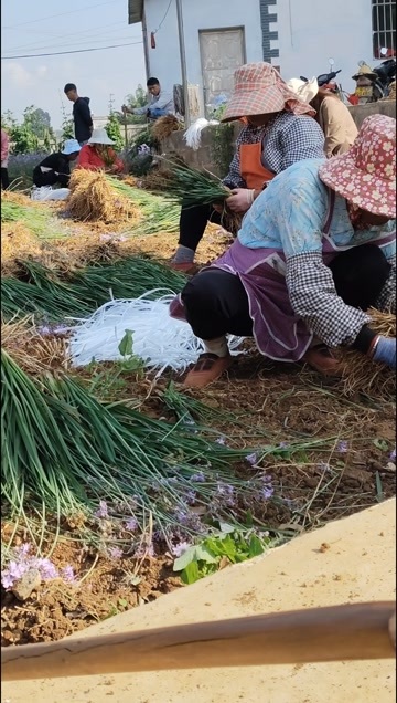 罗平县紫娇花  山蒜花产地直销