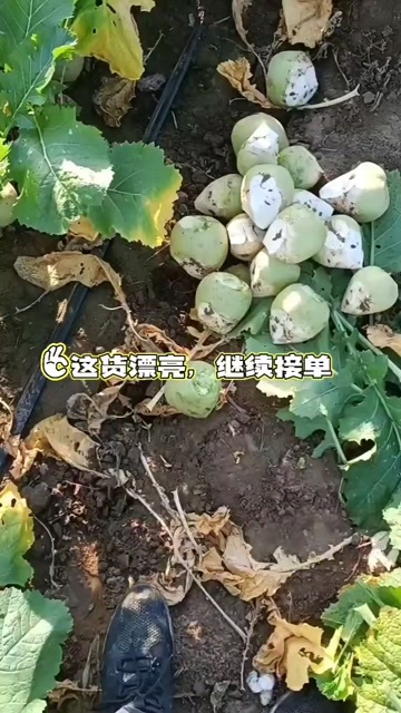 开鲁县精品芥菜