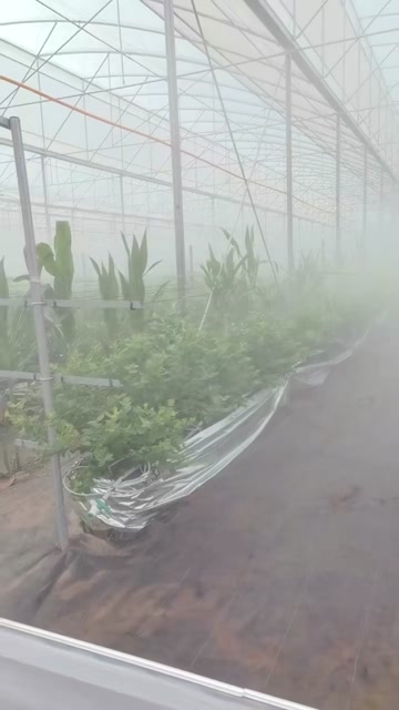 全自动打药机高压造雾机大棚农用雾化喷雾器水泵造雾系统喷雾设备