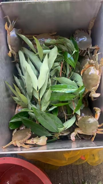龙港青蟹
