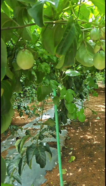 广西钦蜜9号黄金百香果新鲜大果5斤黄色原浆水果应季当季整箱包