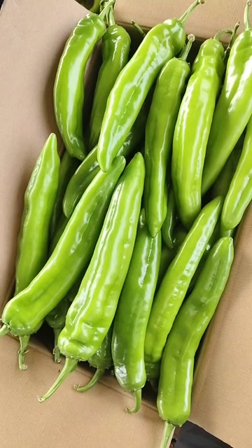 精品尖椒色浙光亮，口感上佳，产地直销，