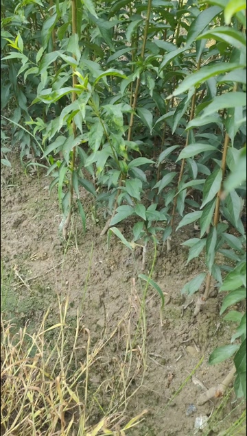 蜂糖李树苗 贵州安顺产地直供