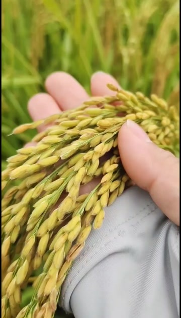 五常市五常核心产区头茬新米原粮稻花香二号农户自产自销