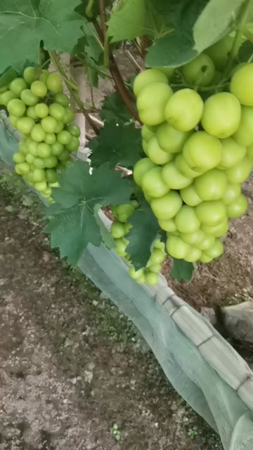 又脆又甜的阳光玫瑰，宝宝特别爱吃