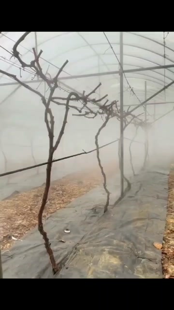 全自动打药机高压造雾机大棚农用雾化喷雾器水泵造雾系统喷雾设备