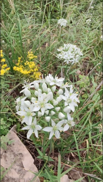 盆栽山韭花，简约美观，自然。可观赏可食用！好看好味好吃！