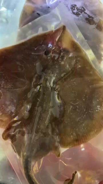 深海鱼翅批发鲜冻瑶鱼翅软骨翅鳐鱼翅老板鱼翅海鲜批发鱼鳍批发